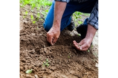Image A mans hands in soil digging around.